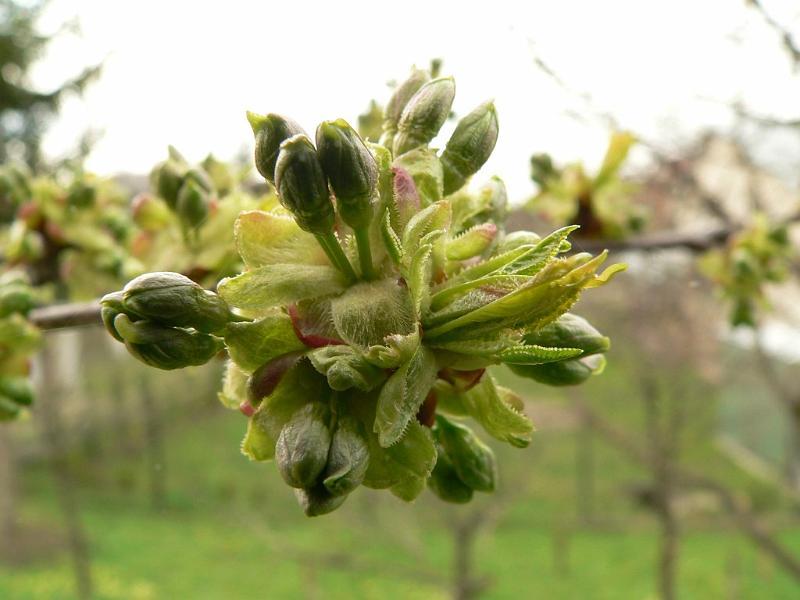 wiosna 2008_04.jpg